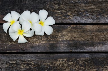 Beyaz plumeria