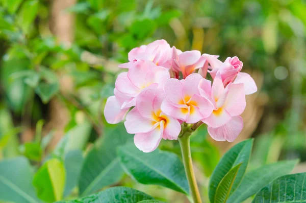 Pembe çiçekler — Stok fotoğraf