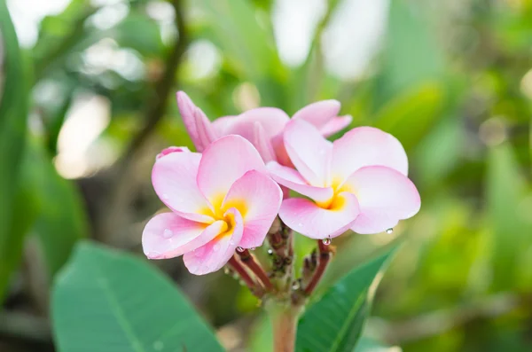 Roze bloemen Stockafbeelding