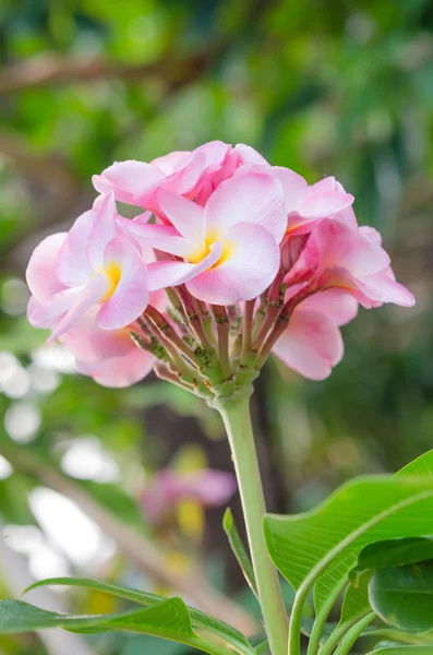 Roze bloemen — Stockfoto