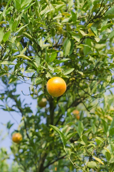 Appelsiinipuu kypsillä hedelmillä — kuvapankkivalokuva