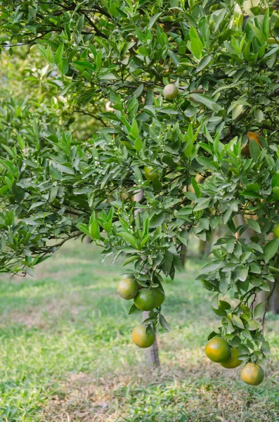 Orange tree with ripe fruits — Stock Photo, Image