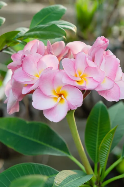 Flores rosadas — Foto de Stock