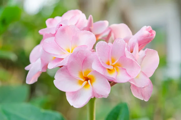 Pink  flowers — Stock Photo, Image