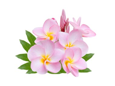 Beyaz arka planda pumeria