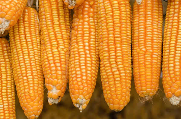 Dry corn — Stock Photo, Image