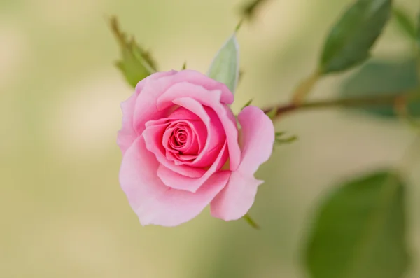 Růžová růže — Stock fotografie