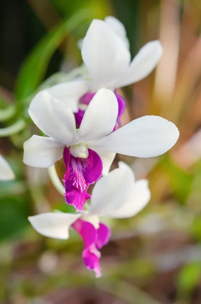 Witte orchidee Dendrobium — Stockfoto