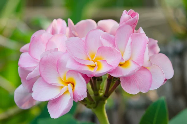 Rosa Blüten — Stockfoto