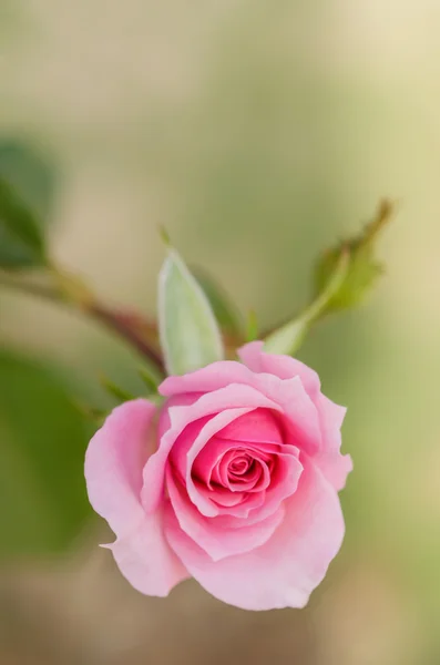 Růžová růže — Stock fotografie