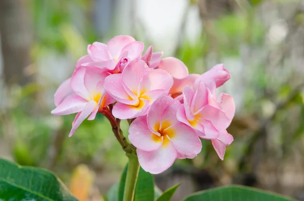 Roze bloemen — Stockfoto