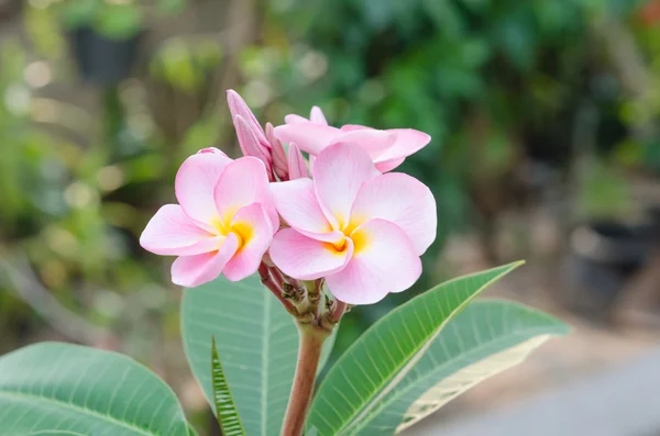 Pembe çiçekler — Stok fotoğraf