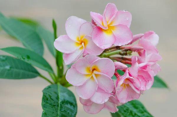 Pink  flowers — Stock Photo, Image