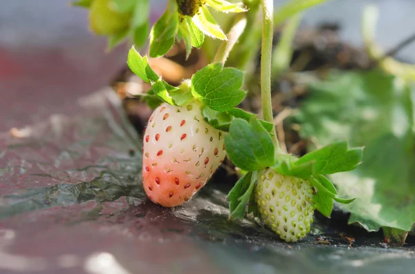 Anpflanzung der Erdbeere — Stockfoto