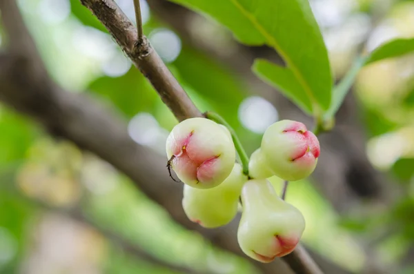 Rose apples