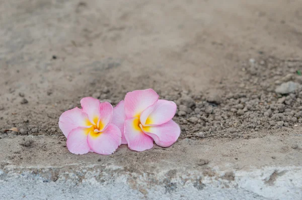 Frangipani rosa — Foto de Stock