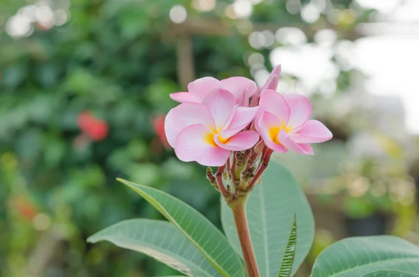 Pink  flowers — Stock Photo, Image