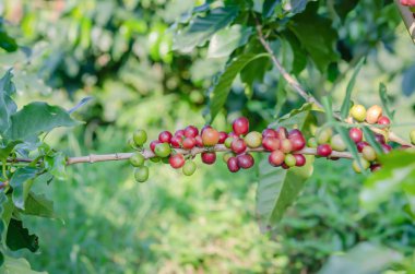 kahve ağacı 