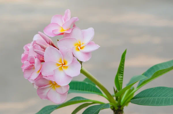 粉色的花 — 图库照片