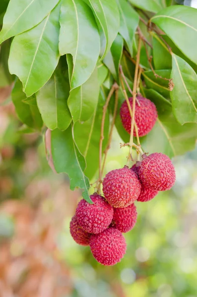 Litchi fruits — Photo