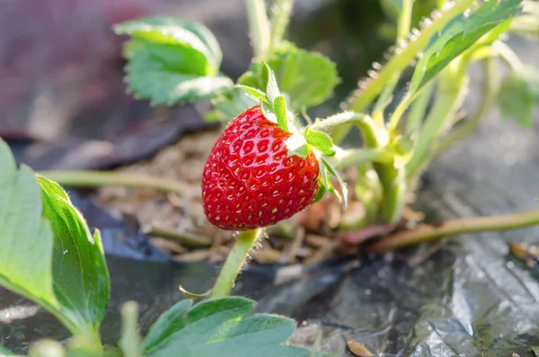 Erdbeere — Stockfoto