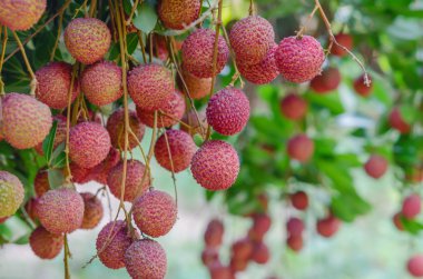 Lychee fruit clipart