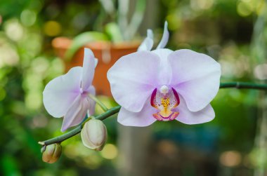 Pembe orkide çiçeği.