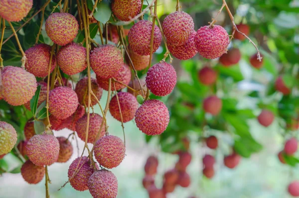 Lychee vruchten — Stockfoto