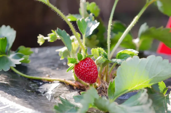 Erdbeere — Stockfoto