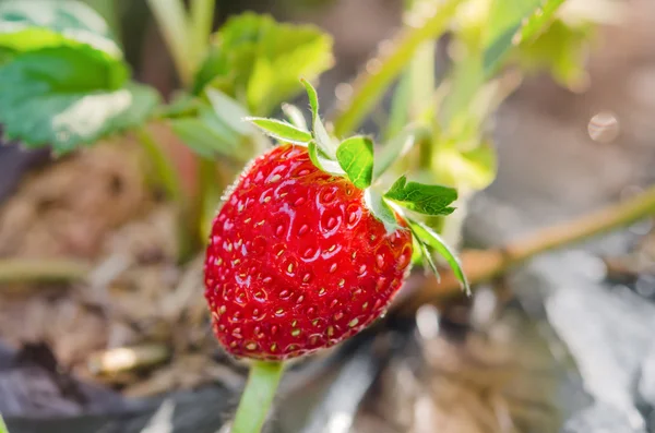 Frische Erdbeerpflanzen — Stockfoto