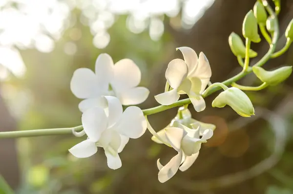 Witte orchidee bloem — Stockfoto