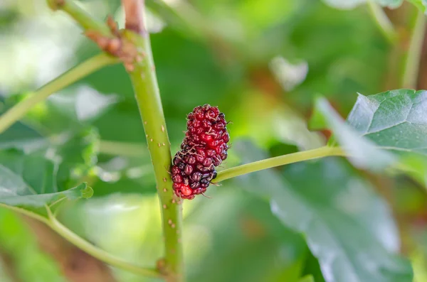 Berry fruit in de natuur — Stockfoto