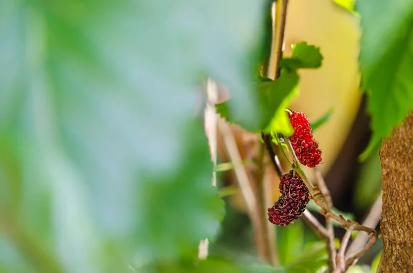 Bobulové ovoce v přírodě — Stock fotografie