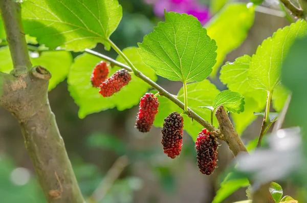 Плоды ягод в природе — стоковое фото