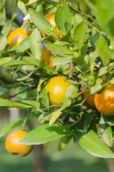 Orange fruktträd — Stockfoto