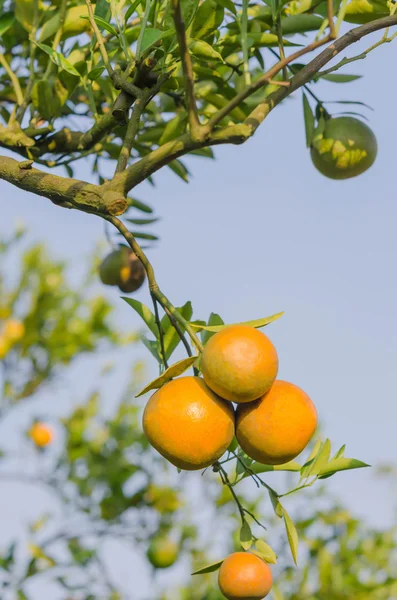 Orange fruit tree — Stock Photo, Image