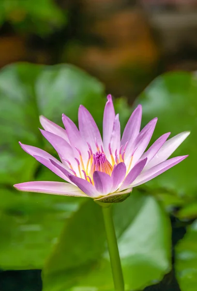 Water lily flowers — Stock Photo, Image