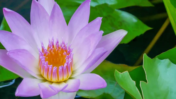 Water lily flowers — Stock Photo, Image