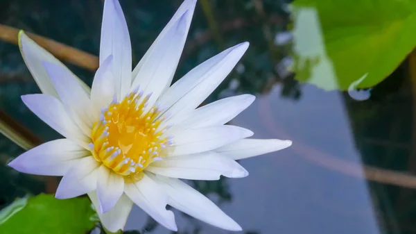 Water lily flowers — Stock Photo, Image