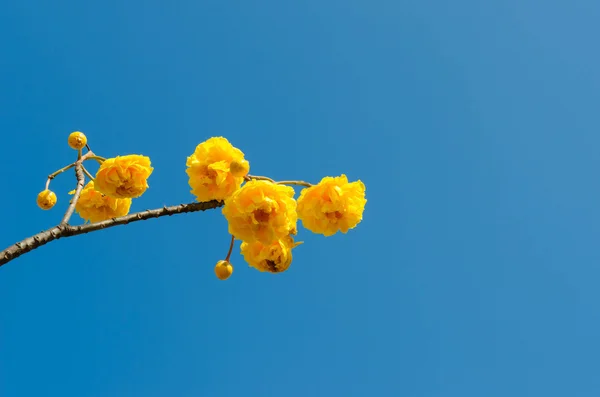 Gelber Baumwollbaum über blauem Himmel — Stockfoto