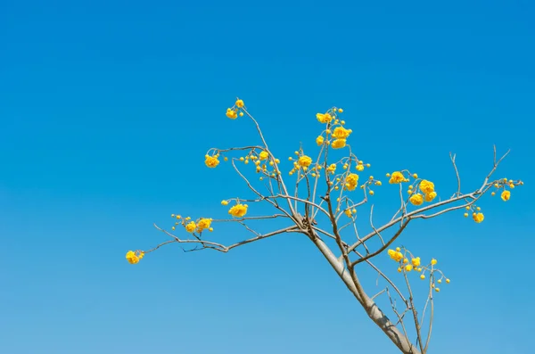 노란색 코 튼 트리 Cochlospermum regium — 스톡 사진