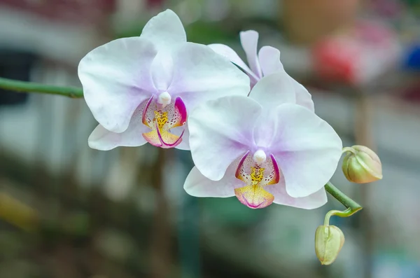 Close-up van wit met paarse orchideebloem in groene tuin — Stockfoto