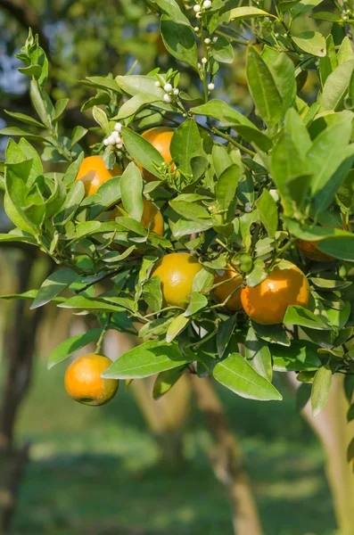 Orange fruktträd — Stockfoto