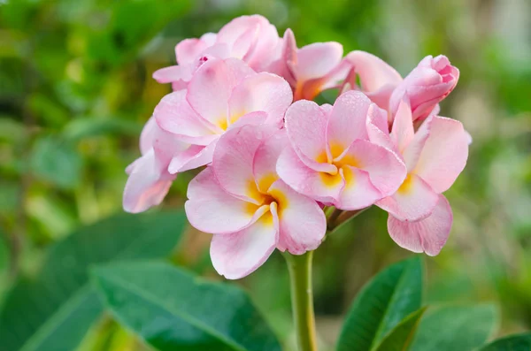 Μάτσο ροζ frangipani, frangipanni ή plumeria τροπικά λουλούδια — Φωτογραφία Αρχείου