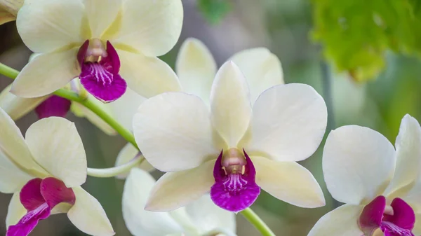 Close-up van wit met paarse orchideebloem in groene tuin — Stockfoto