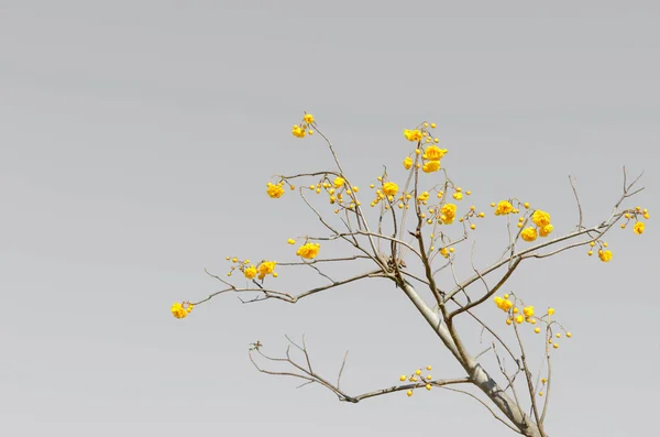 Árbol de algodón amarillo sobre fondo de color gris — Foto de Stock