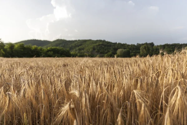 Campo di grano paesaggio — Foto Stock