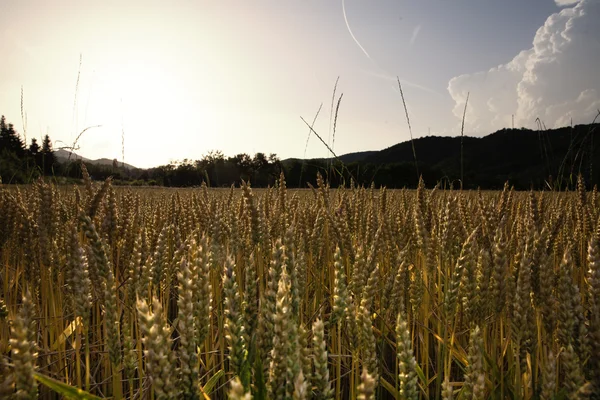 Campo di grano paesaggio — Foto Stock