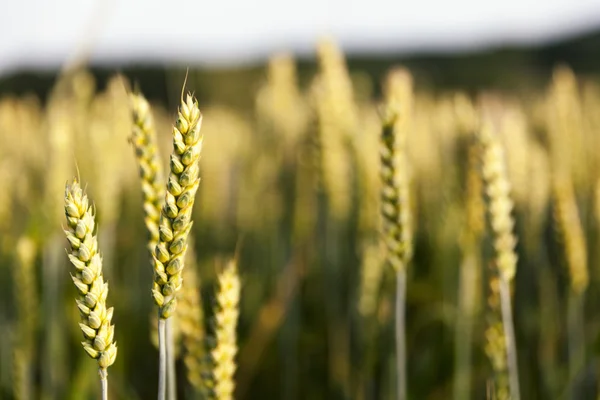 Campo di grano paesaggio — Foto Stock