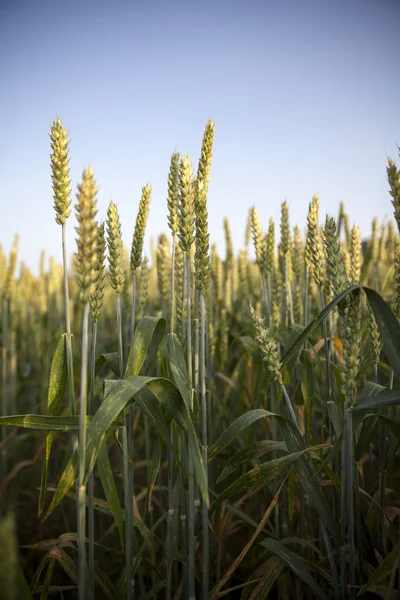 Пшеничный пейзаж — стоковое фото